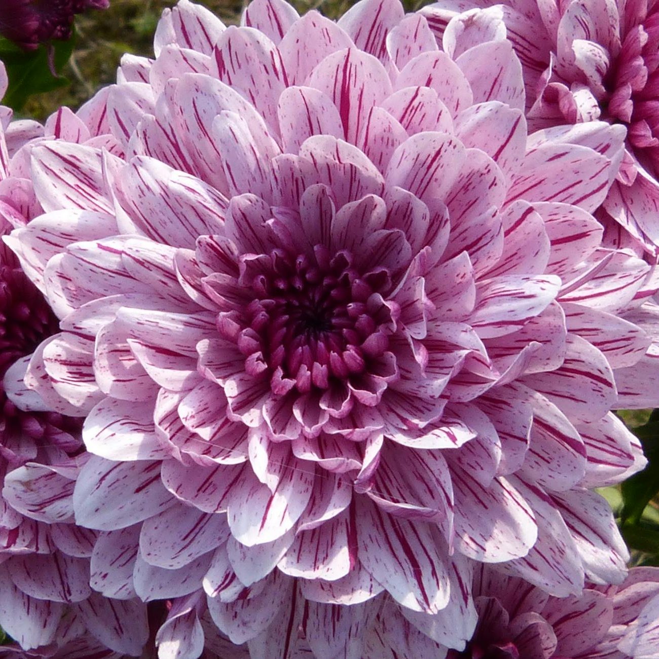 Dahlia flower