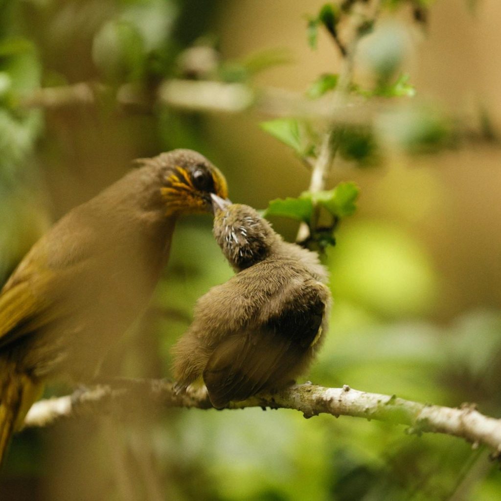 Bulbul bird tenderly feeding its chick in a moment of parental care.