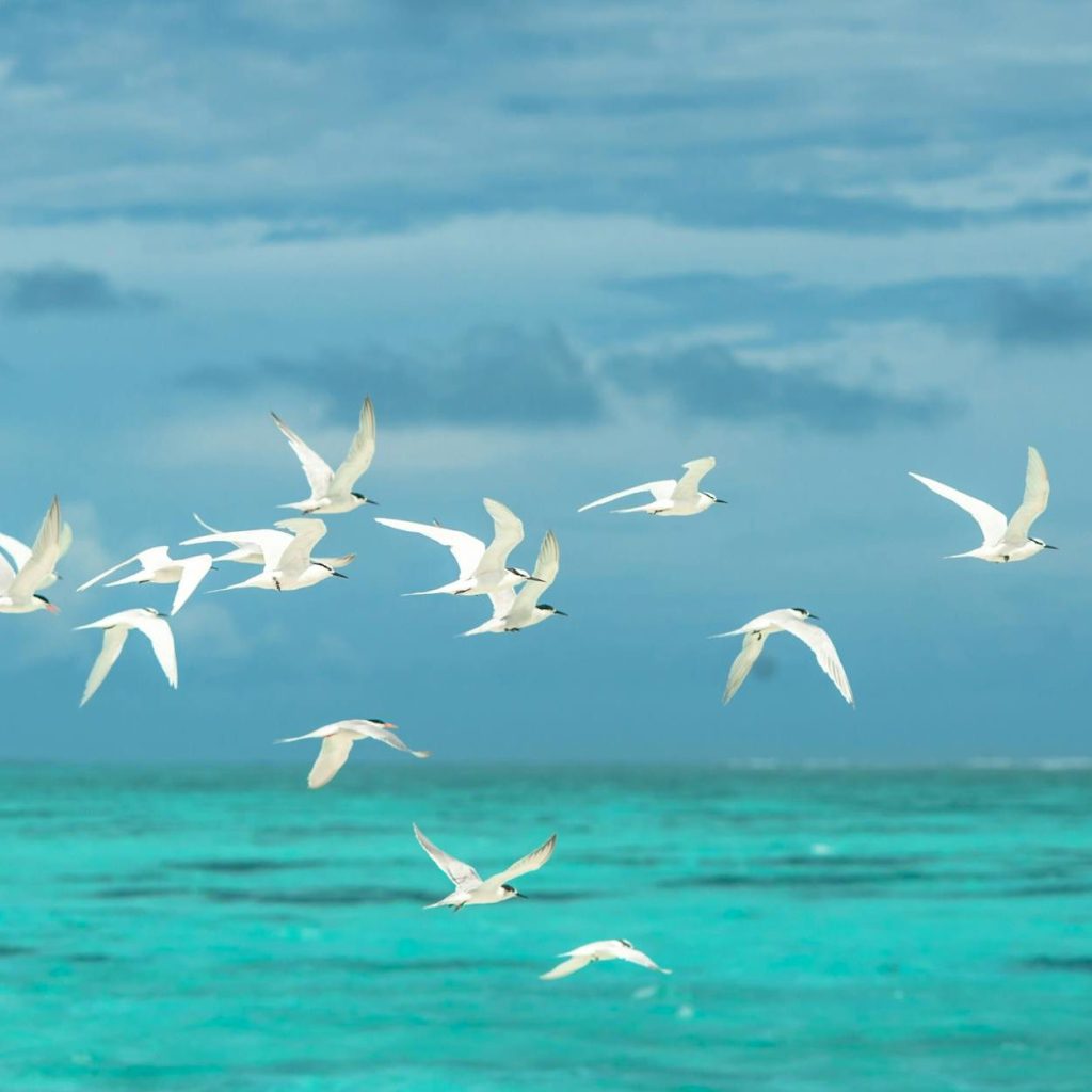 Group of seagulls gliding and swooping low over turquoise sea waves