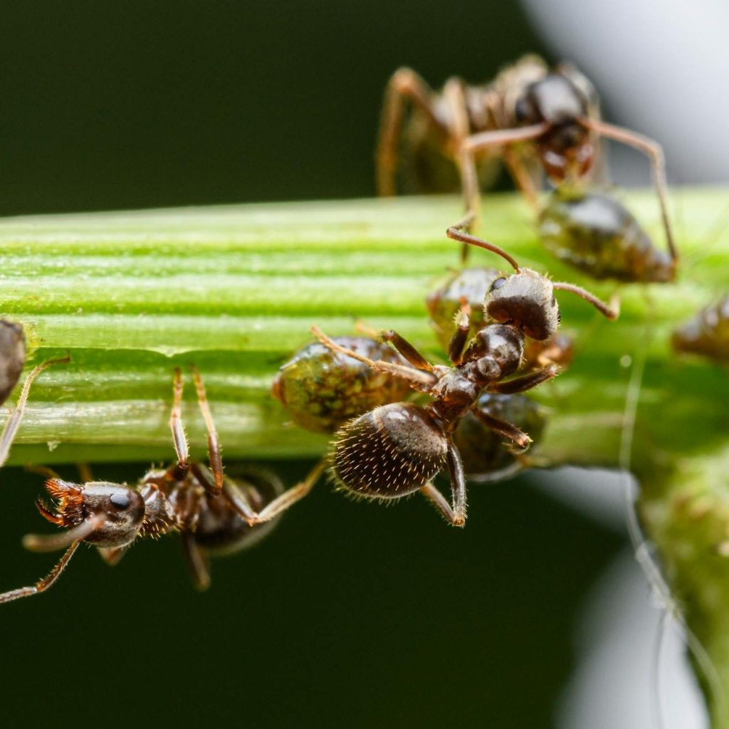 Ants tending aphids in symbiotic bond, harvesting honeydew for mutual gain.