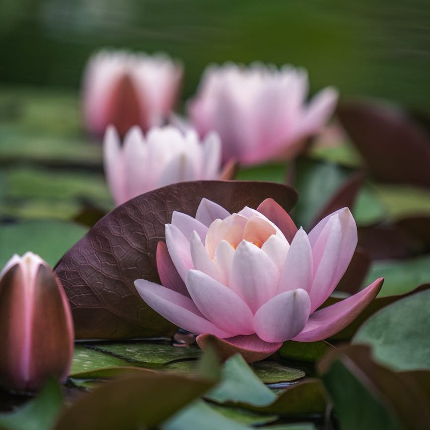 Nymphaea flower