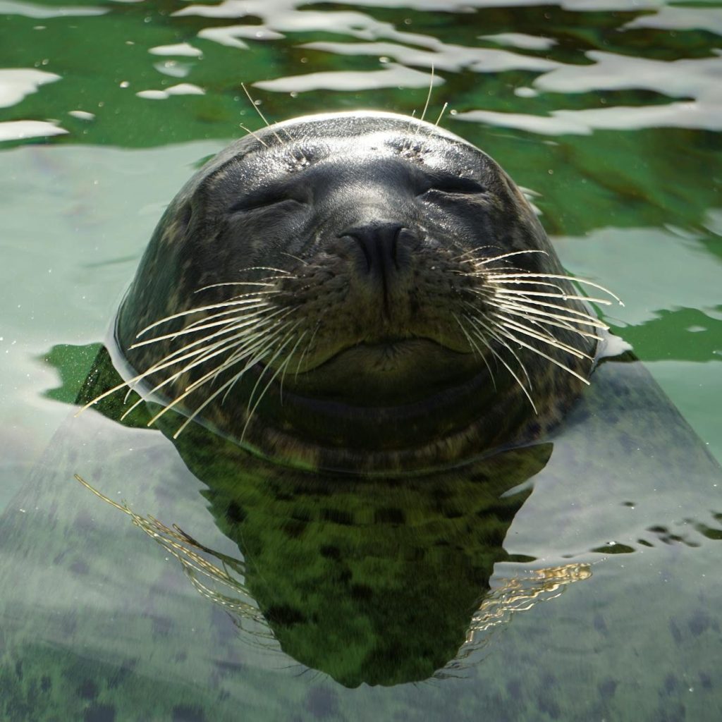 Common seal head serenely afloat, eyes closed in mindless water repose