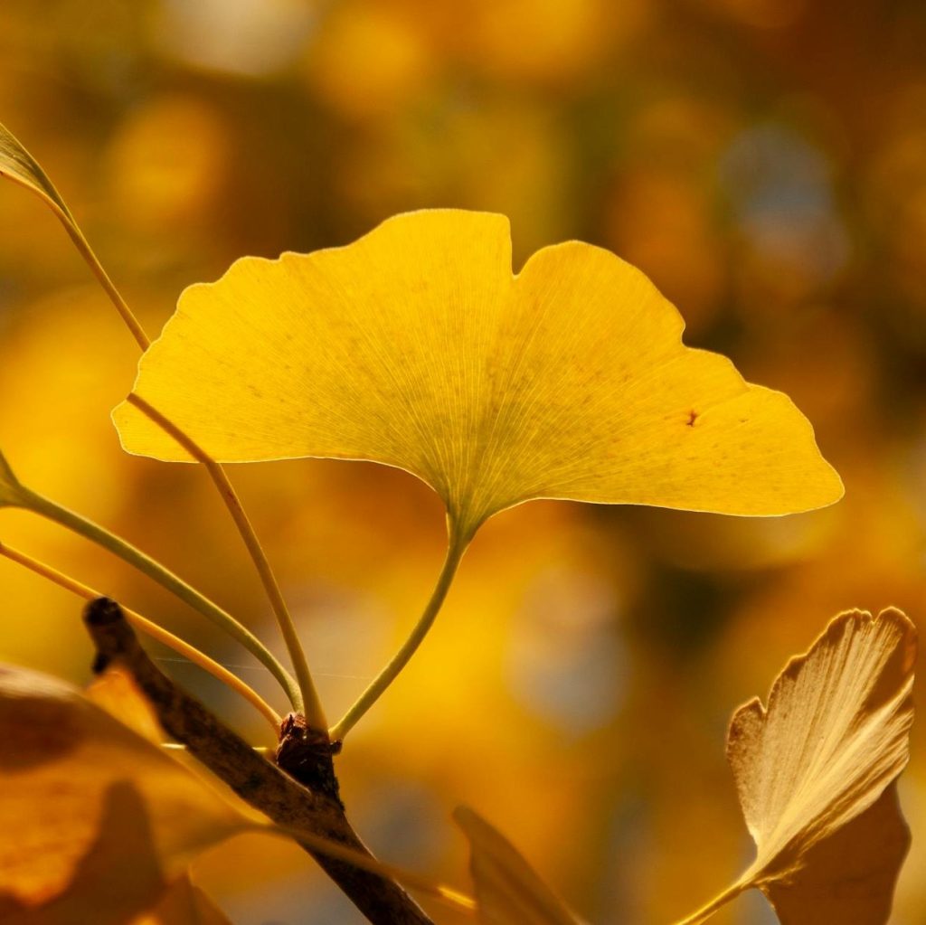 Vibrant yellow ginkgo biloba leaf glowing on autumn branch