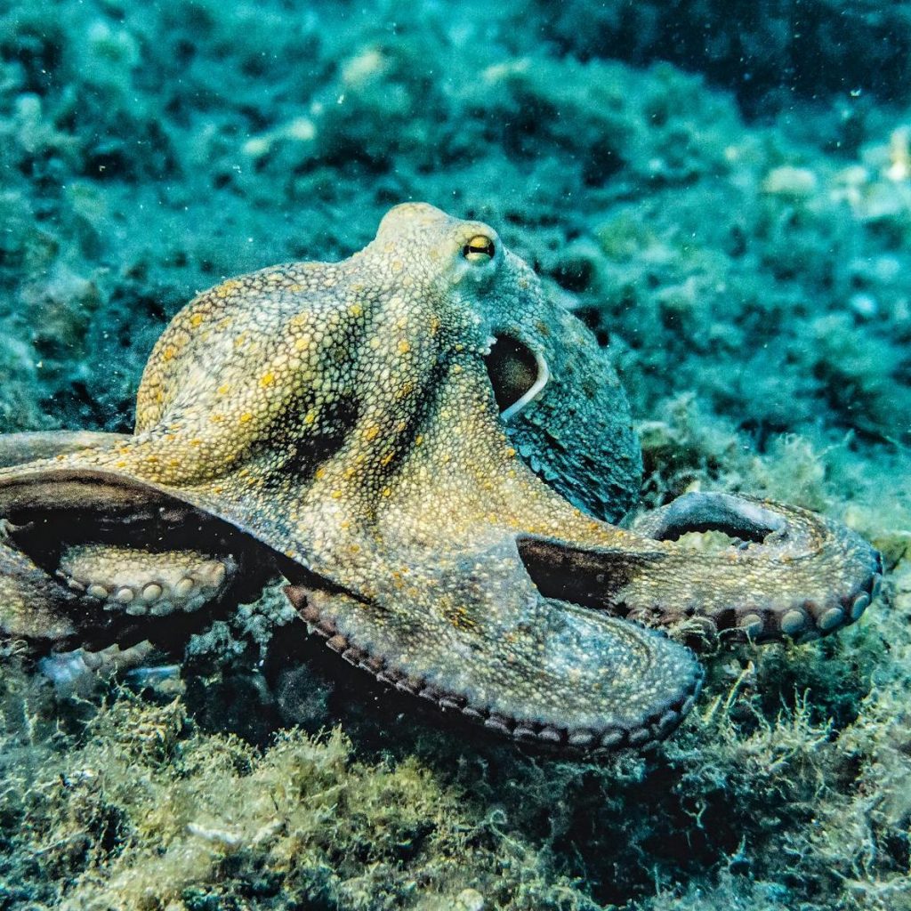 Curious octopus prowling sandy seabed, tentacles questing intently