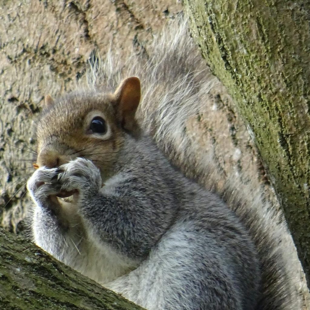 Hungry squirrel perched in tree, devouring nut clutched in tiny paws