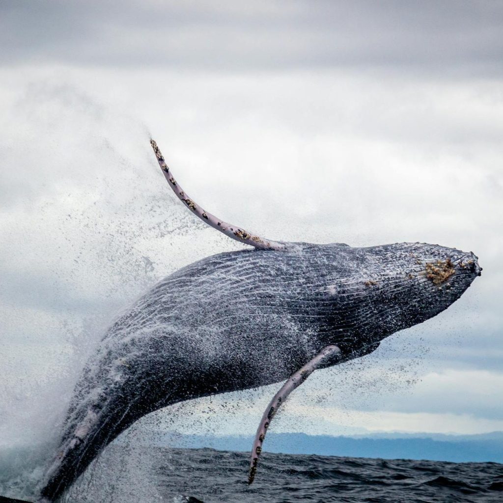 Majestic humpback whale leaping gracefully from ocean waves