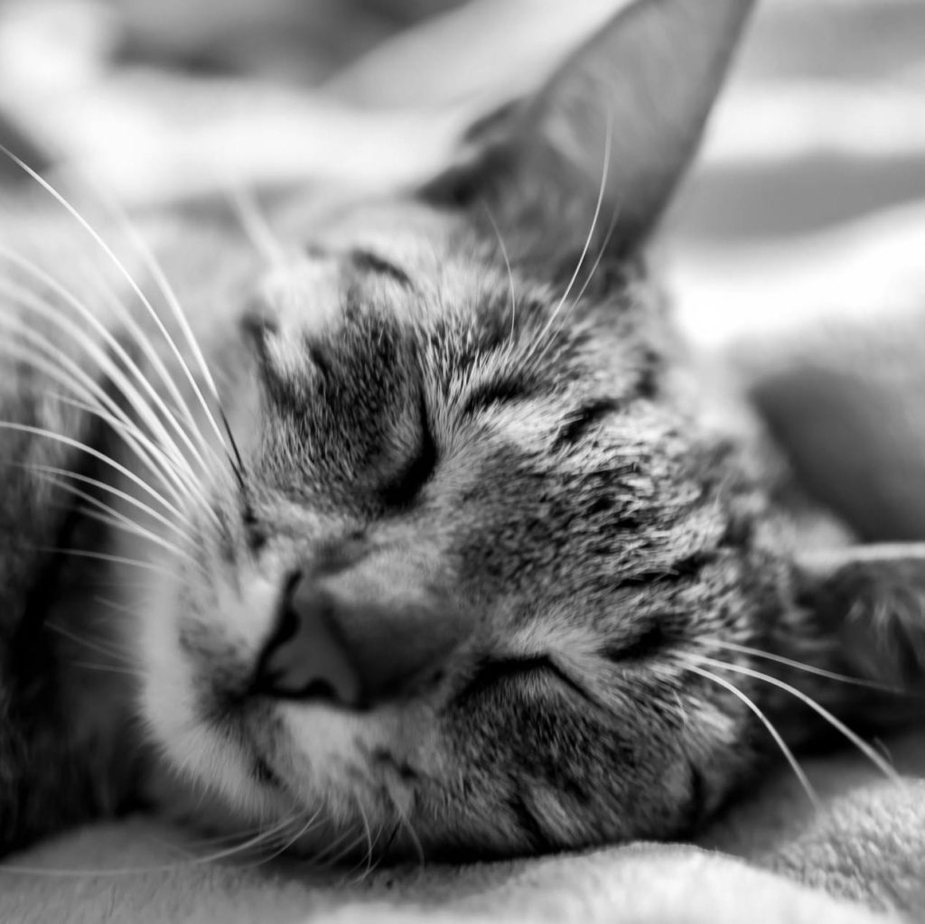 Serene cat face close-up, eyes softly closed in peaceful slumber