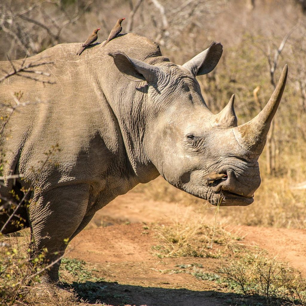 Oxpeckers and rhino in symbiotic partnership, sharing mutual benefits.