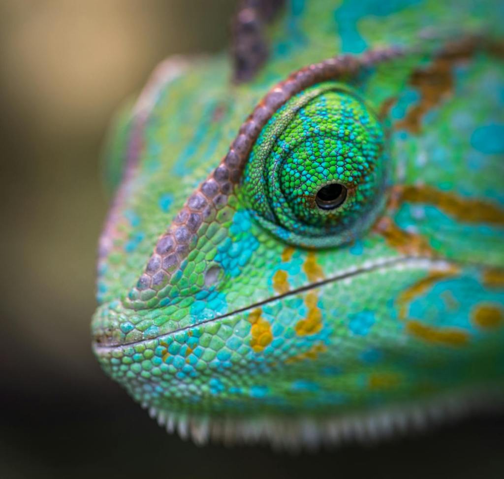 Close side view of chameleon head, vibrant colors expressing itself.