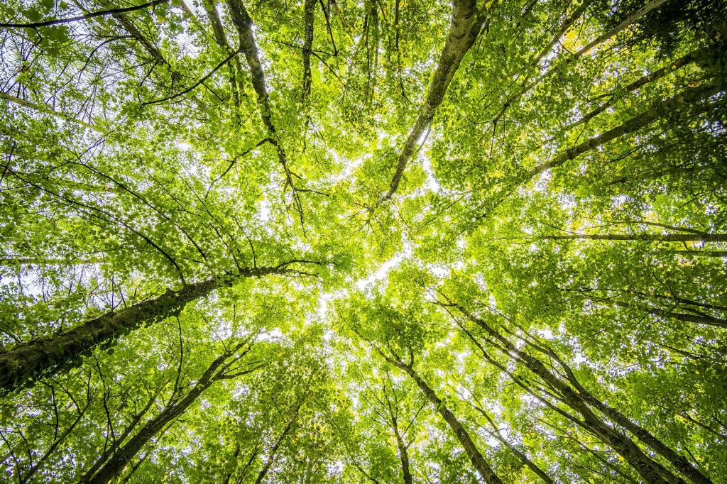Earth-level view of treetops forming green canopy ceiling, light filtering to reveal sky