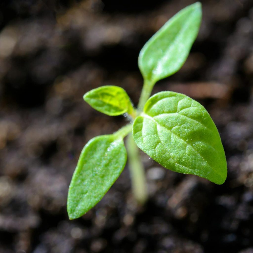 Fragile sprout breaking through soil, promise of towering life ahead.
