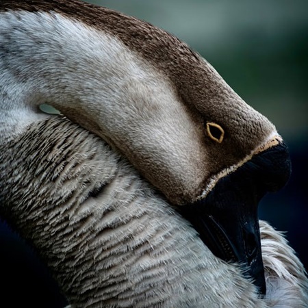 Elegant swan goose gracefully preening its fluffy pristine feathers