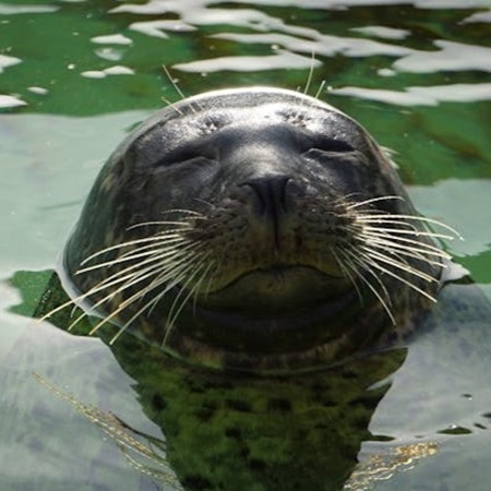 Common seal head serenely afloat, eyes closed in mindless water repose