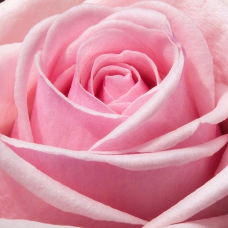 Velvety pink rose close-up, whispering heartfelt appreciation