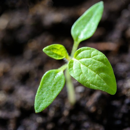 Fragile sprout breaking through soil, promise of towering life ahead.
