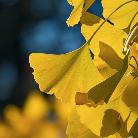 Vibrant yellow ginkgo biloba leaf glowing on autumn branch