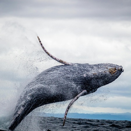 Majestic humpback whale leaping gracefully from ocean waves