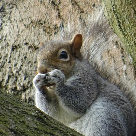 Hungry squirrel perched in tree, devouring nut clutched in tiny paws