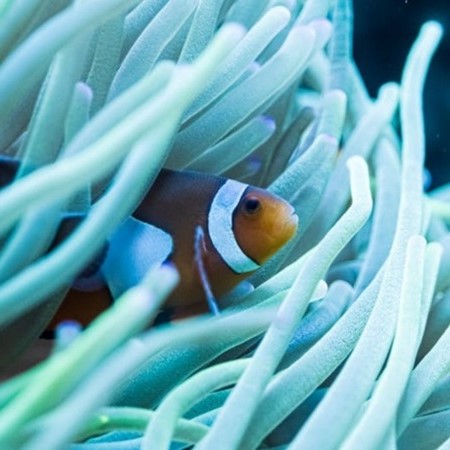 Orange and white clownfish peeking out from its sea anemone home.