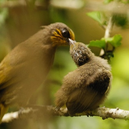 Bulbul bird tenderly feeding its chick in a moment of parental care.