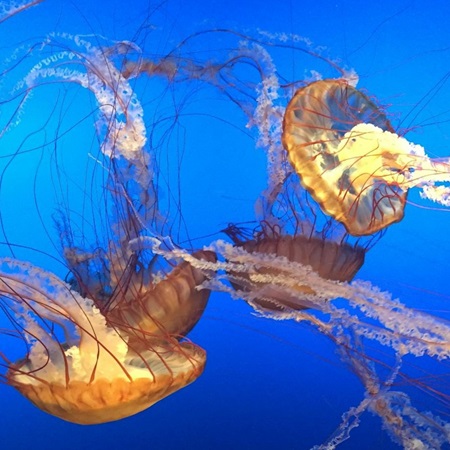 Various jellyfish gracefully floating together in tranquil ocean depths, transparent bodies illuminated by light.