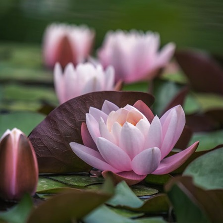 Delicate pink water lilies floating gracefully on swamp surface